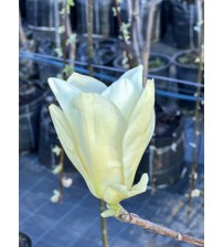Магнолія гібридна ‘Yellow Lantern’  170-180 см